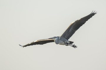 Great blue heron Ardea herodias flying