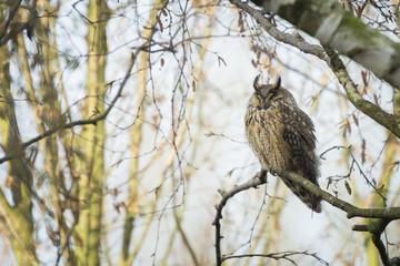 Long eared owl (Asio otus) perched in a tree