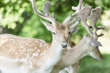 Deer taking cover from the sun.