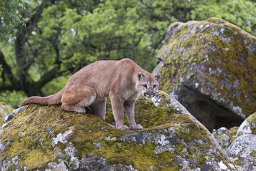 Mountain lion on  lichen covered rocks