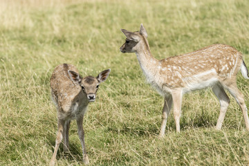 Young deer on the lookout.