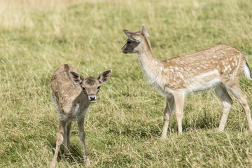 Young deer on the lookout.