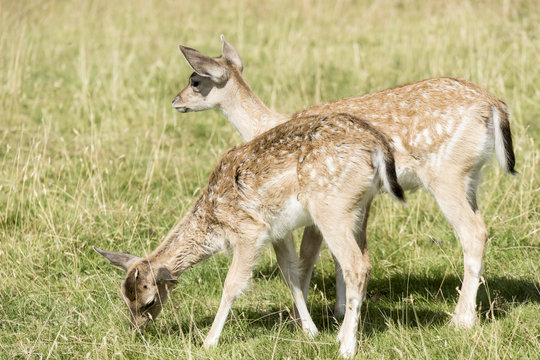 Two young deer.
