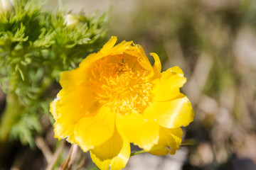 the adonis is yellow. spring flower.