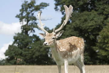 Fototapeta premium Deer in parkland.