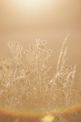Wild grass with large sun flare.