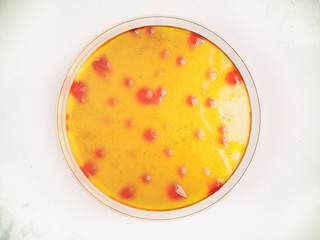 Bacteria colonies on petri dishes, on white background- 3D Rendering