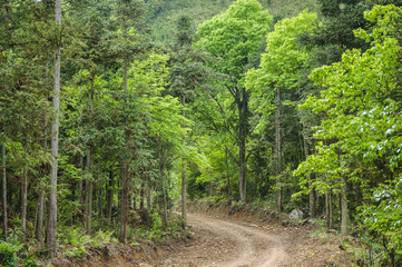 The pathway in the mountain 