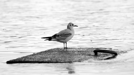 Seagull is sitting on a rock.