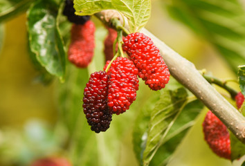 Fresh mulberry fruits on branch of red mulberry tree.