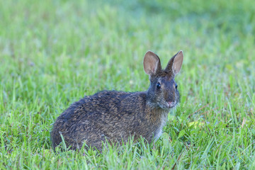 Marsh rabbit is deep grass, profile view, looking directly at viewer