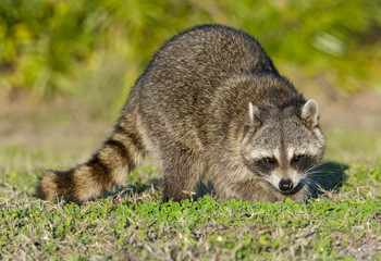 Raccoon standing on green grass in middle of field in county park in Florida