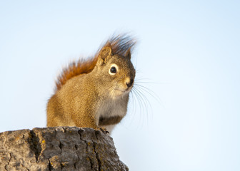 Red squirrel on stump looking for food in Alberta, Canada