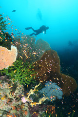 Scuba Divers swimming over the big gorgonian. Batee Tokong . Pulau Weh , Indonesia