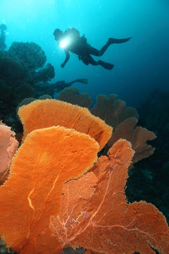 Scuba Divers swimming over the big gorgonian. Batee Tokong . Pulau Weh , Indonesia