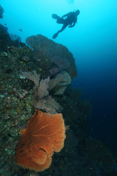 Scuba Divers swimming over the big gorgonian. Batee Tokong . Pulau Weh , Indonesia