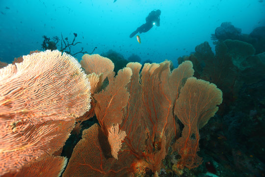 Scuba Divers swimming over the big gorgonian. Batee Tokong . Pulau Weh , Indonesia