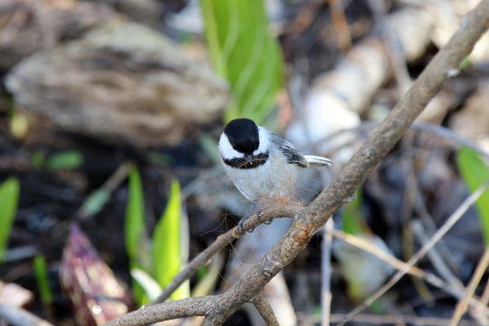 m&eacute;sange &agrave; t&ecirc;te noire