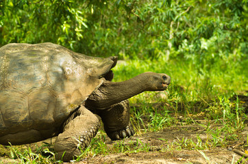 Tortoises are herbivorous animals with a diet comprising cactus, grasses, leaves and fruit, walking in the forest