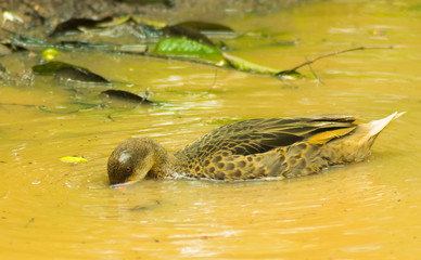 Amazing wildlife, duck swimming and plunging into a dirty swamp in the forest