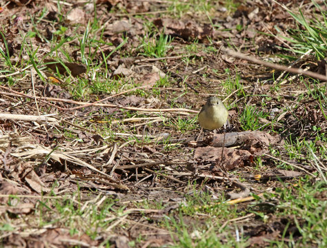 roitelet &agrave; couronne rubis
