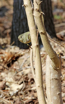 roitelet &agrave; couronne rubis