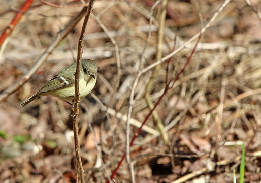 roitelet &agrave; couronne rubis