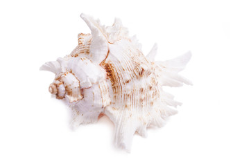 sea shell isolated on white