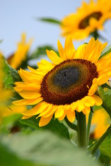 夏に咲くひまわり