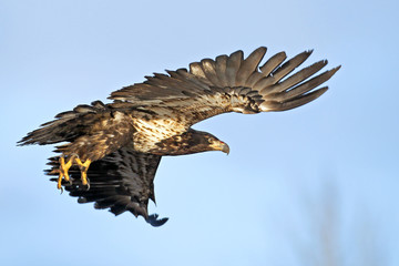 Immature Bald eagle in flight.