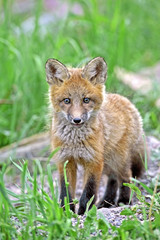 Curious Baby Fox standing near den site, watching.