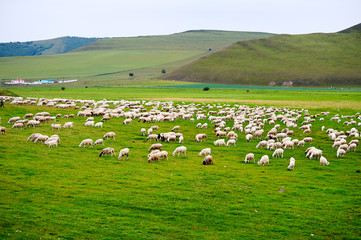 The flock of sheep on the summer meadows