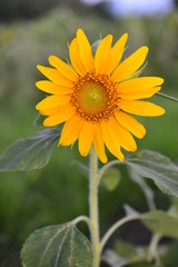 夏に咲くひまわり