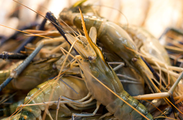 Fresh Tiger prawns on ice selling in seafood market