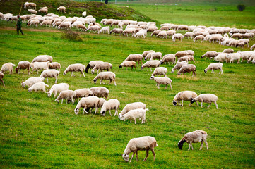 Obraz premium The flock of sheep on the summer meadows