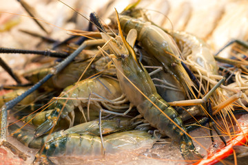 Fresh Tiger prawns on ice selling in seafood market © bignai