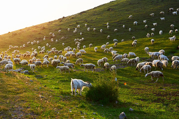 The flock of sheep on the summer meadows