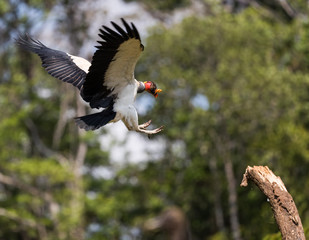 King vulture