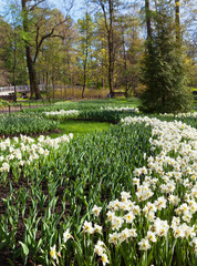 St. Petersburg in the spring. Elagin Island. Blooming daffodils in a city park