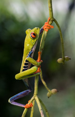 Red-Eyed Tree Frog