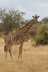 A Lone Giraffe in Africa