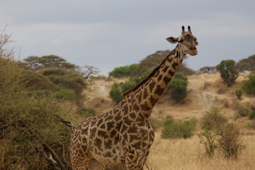 A Single Curious Giraffe in Tanzania