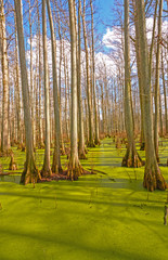 Cypress Swamp in the Sun