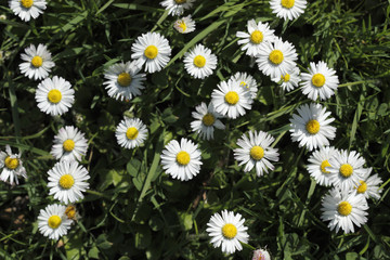 Fototapeta premium Daisies