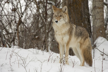 Coyote standing in snow with deciduous trees in background