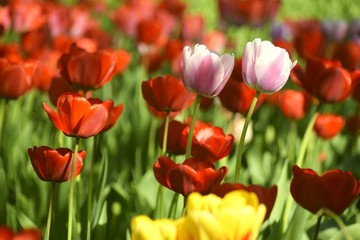 Obraz premium Wiese mit bunten Blumen