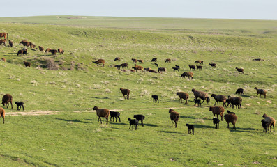 Sheep in the pasture in the open air