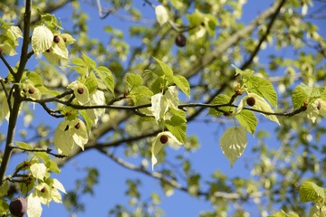 Frühlingserwachen
