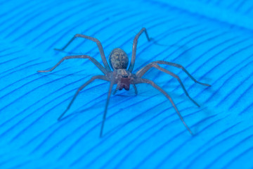 Macro light brown home spider isolated on blue background