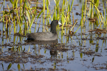 American coot swimming in pond among grasses, reeds and other aquatic plants, lake